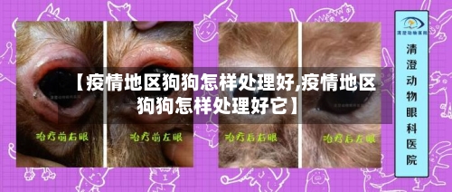 【疫情地区狗狗怎样处理好,疫情地区狗狗怎样处理好它】-第2张图片