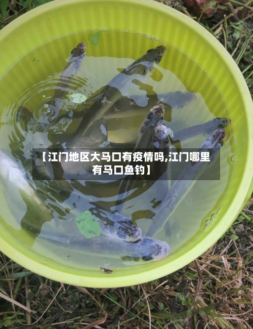 【江门地区大马口有疫情吗,江门哪里有马口鱼钓】-第2张图片