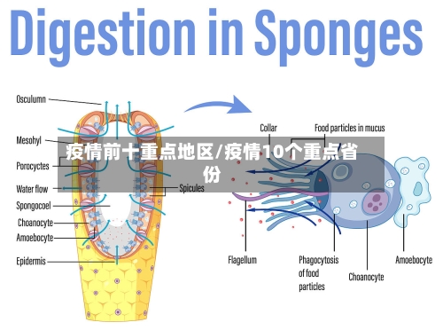 疫情前十重点地区/疫情10个重点省份-第3张图片